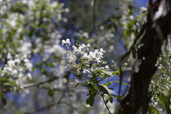 Prostanthera lasianthos
