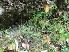 Moehringia muscosa