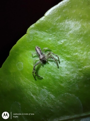 Thomisidae