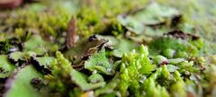 Asterella tenella