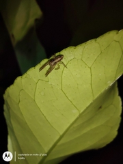 Thomisidae