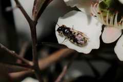 Euhesma crabronica