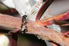 Euhesma crabronica