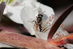 Euhesma crabronica