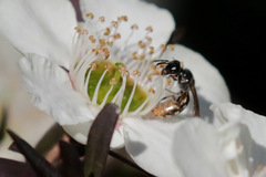 Euhesma crabronica