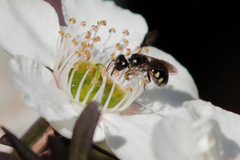 Euhesma crabronica