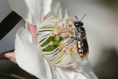 Euhesma crabronica
