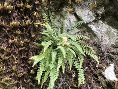 Asplenium fontanum