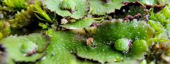 Asterella tenella