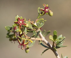 Periploca laevigata angustifolia