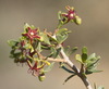African Wolfbane - Photo (c) hawe, some rights reserved (CC BY-NC), uploaded by hawe