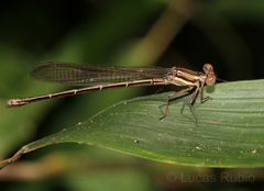Coenagrionidae
