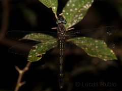 Brechmorhoga nubecula