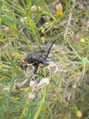 Calocomus desmarestii