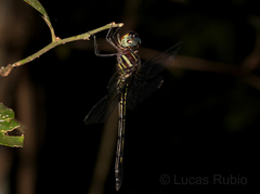 Brechmorhoga nubecula
