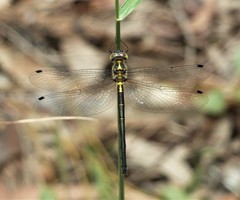 Micromidia atrifrons