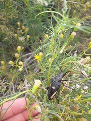 Calocomus desmarestii