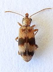 Notoxus gelidus