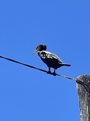 Phalacrocorax carbo