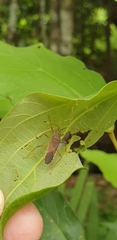 Dasynus cephalotus