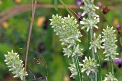 Pterocaulon