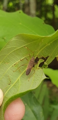 Dasynus cephalotus