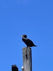 Phalacrocorax carbo