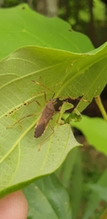 Dasynus cephalotus