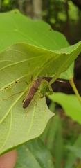 Dasynus cephalotus
