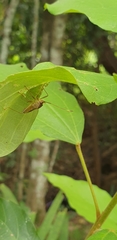 Dasynus cephalotus