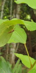 Dasynus cephalotus