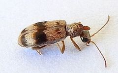 Notoxus gelidus