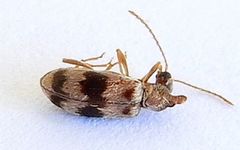 Notoxus gelidus