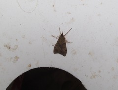 Uresiphita maorialis