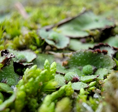 Asterella tenella