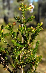 Micromyrtus sessilis