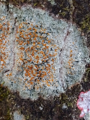 Brigantiaea leucoxantha