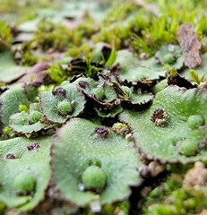 Asterella tenella