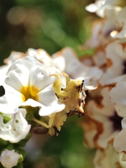 Phymata chilensis chilensis