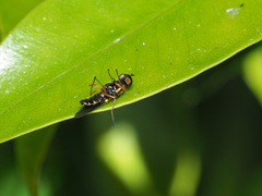 Acanthasargus