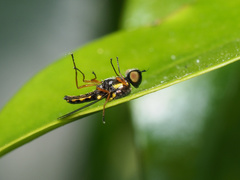Acanthasargus