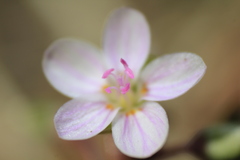 Claytonia rosea
