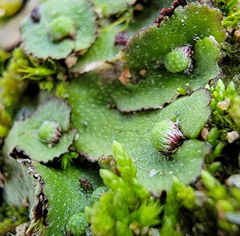 Asterella tenella