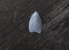 Nymphostola galactina