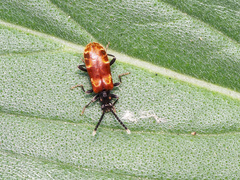 Lemodes atricollis