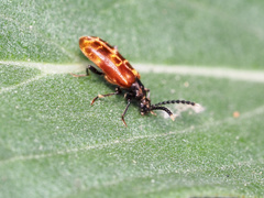 Lemodes atricollis