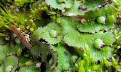 Asterella tenella