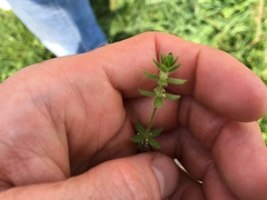 Cruciata pedemontana