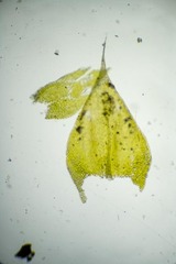 Sciuro-hypnum latifolium