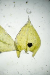 Sciuro-hypnum latifolium